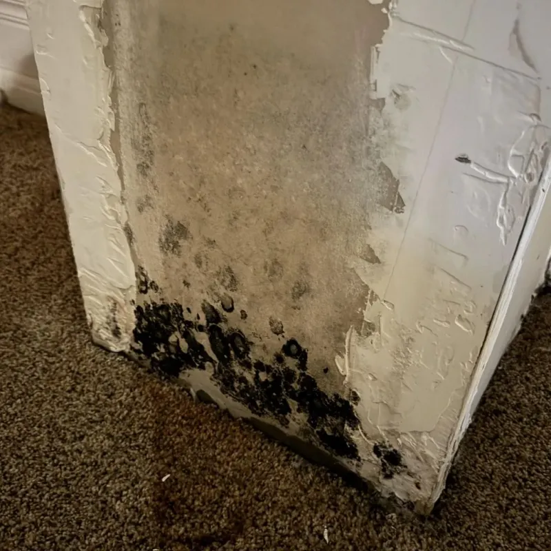 Professional Mold Removal in Royalton, IL